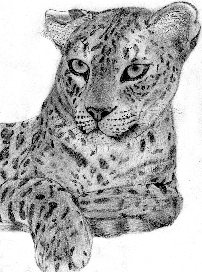 Leopard