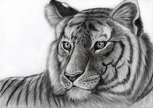 Tiger - speedart