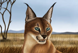 Caracal