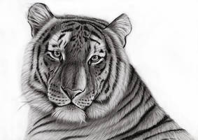 Tiger portrait