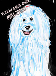 Tough men own maltese