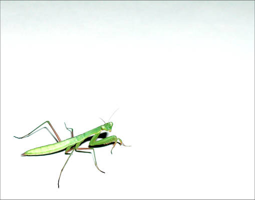 -- mantis --