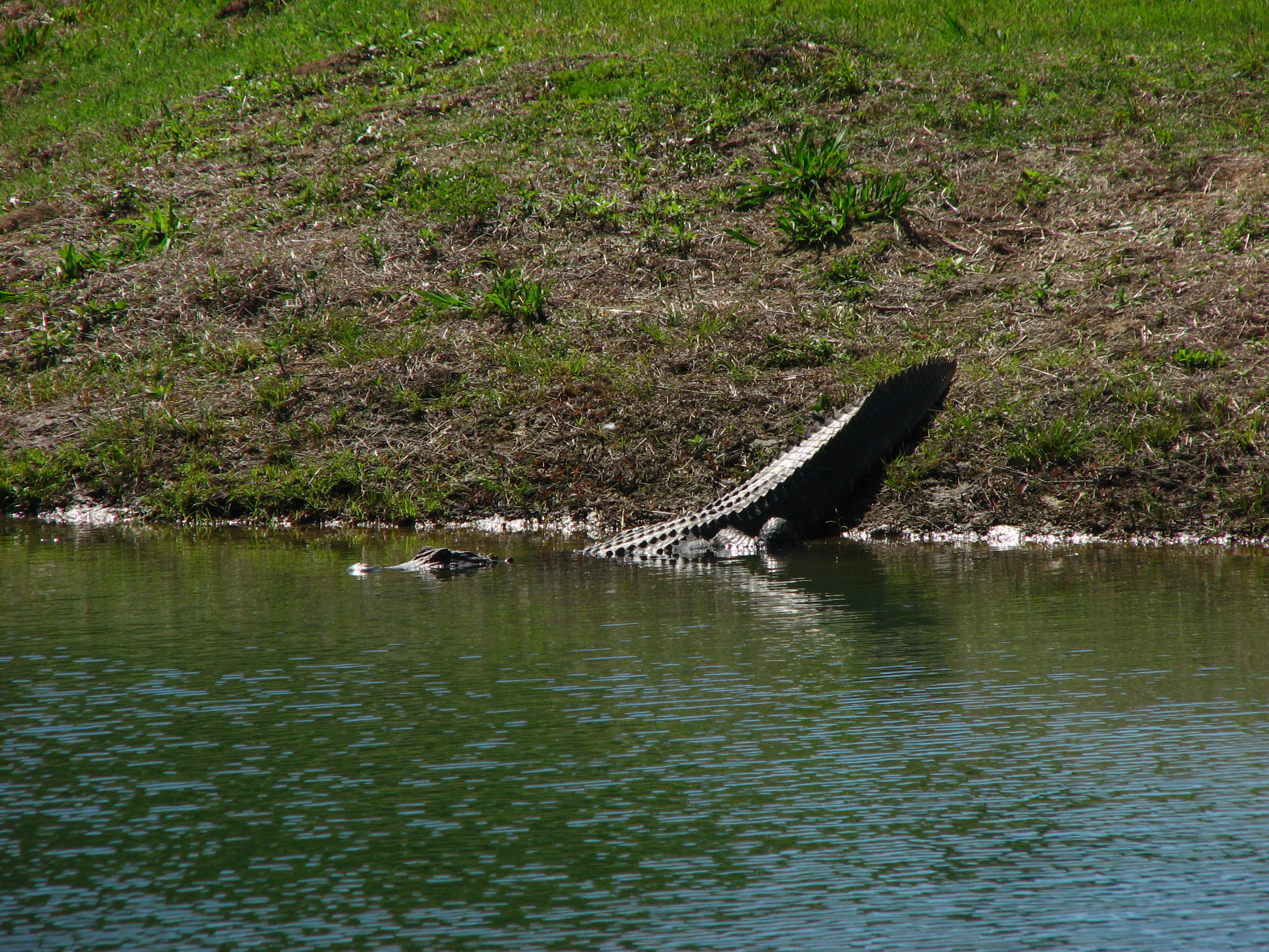 Hide-and-Go-Seek Alligator