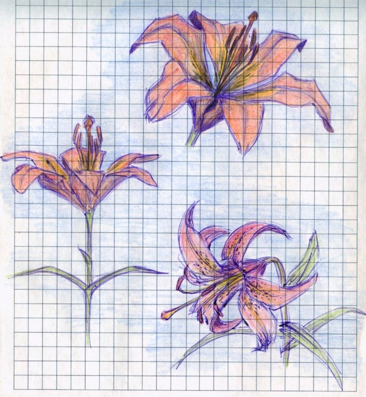 Flowers: lily