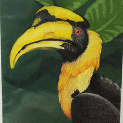 Hornbill