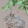 A little hare - WIP 2