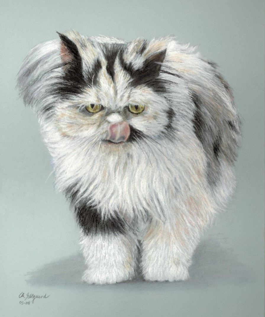 Persian cat