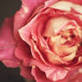 Roses are Pink