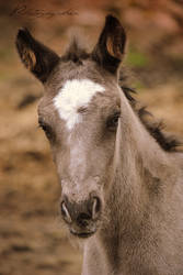 Foal