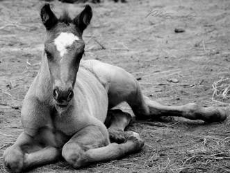 Foal