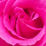 pink rose