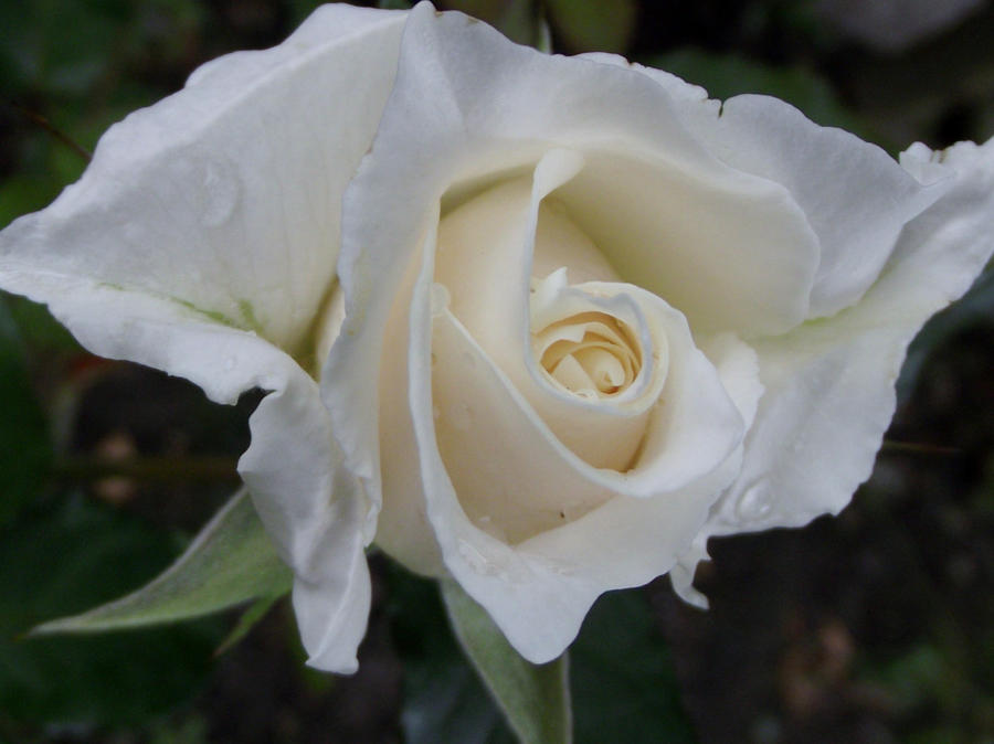 White Rose by Julee5 on DeviantArt