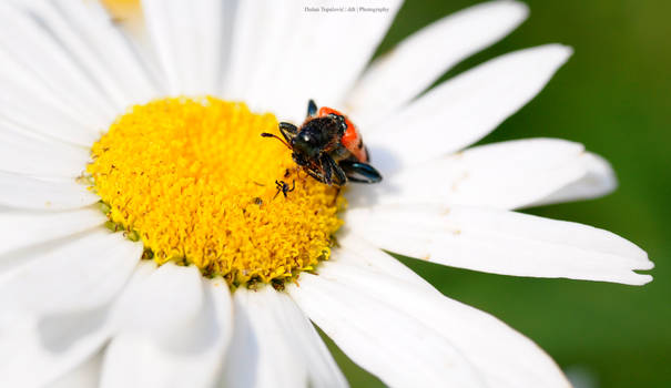 White and Yellow.