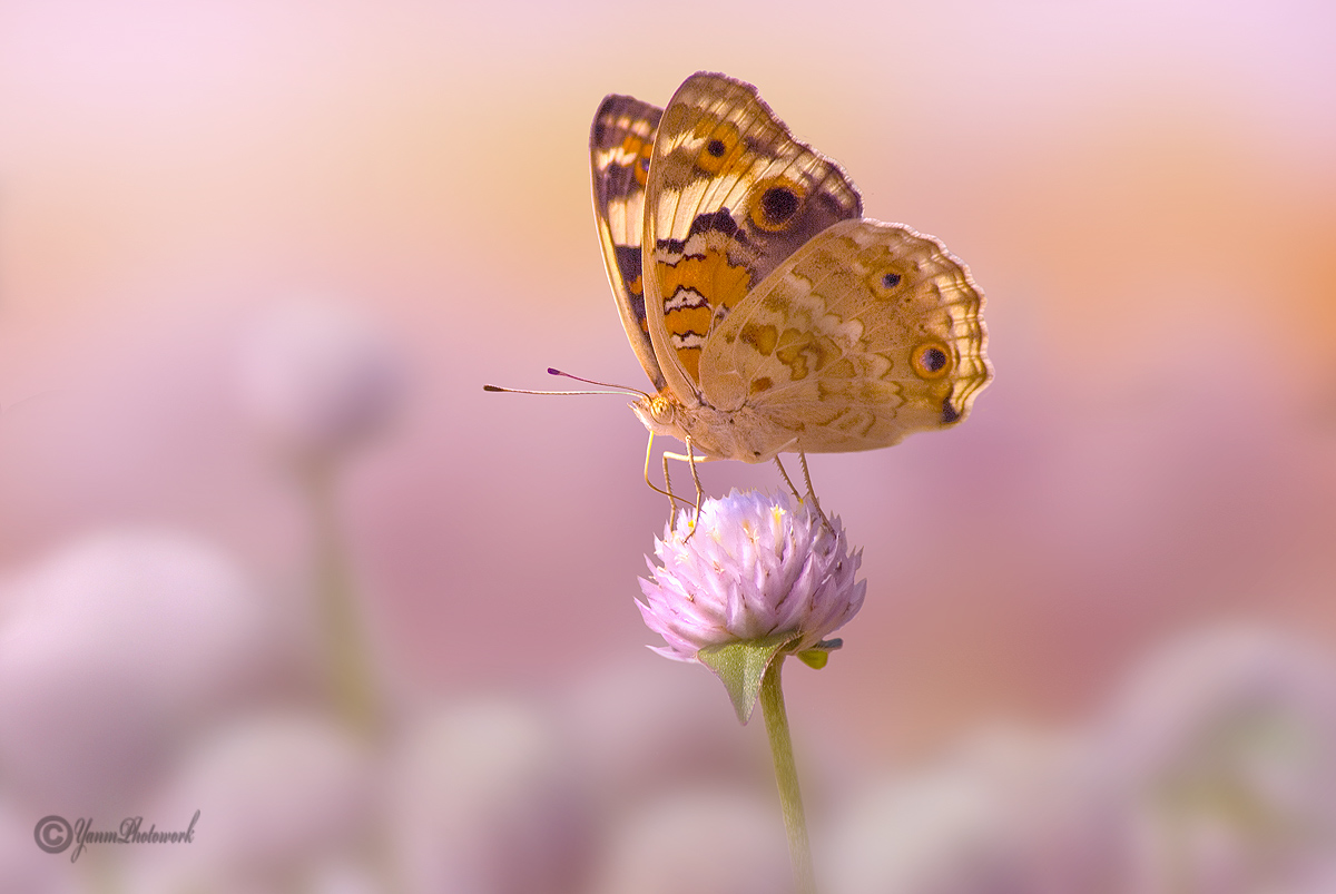 Globe Amaranth with butterfly