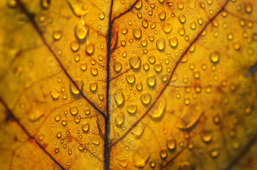 autumn leaf by Steeeffiii