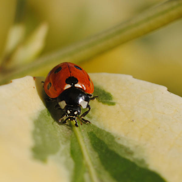 ladybug II