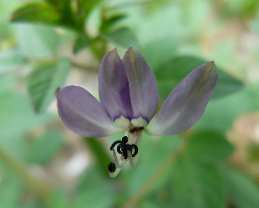 Purple Posy