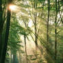 The sunlight through trees