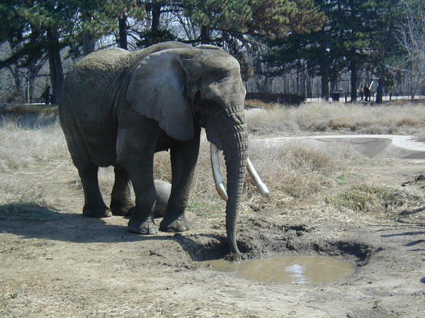 Big Elephant, Big Puddle