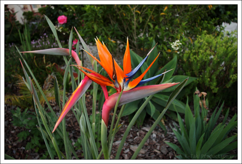 Birds of Paradise