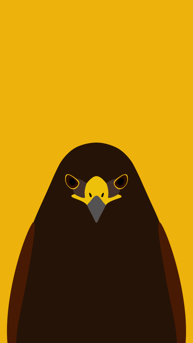 Harris's Hawk - bird wallpaper for iPhone by birnimal on DeviantArt