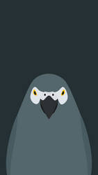 Grey Parrot - bird wallpaper for iPhone