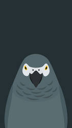 Grey Parrot v2 - bird wallpaper for iPhone