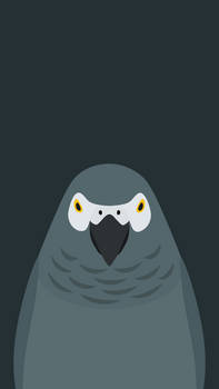 Grey Parrot v2 - bird wallpaper for iPhone