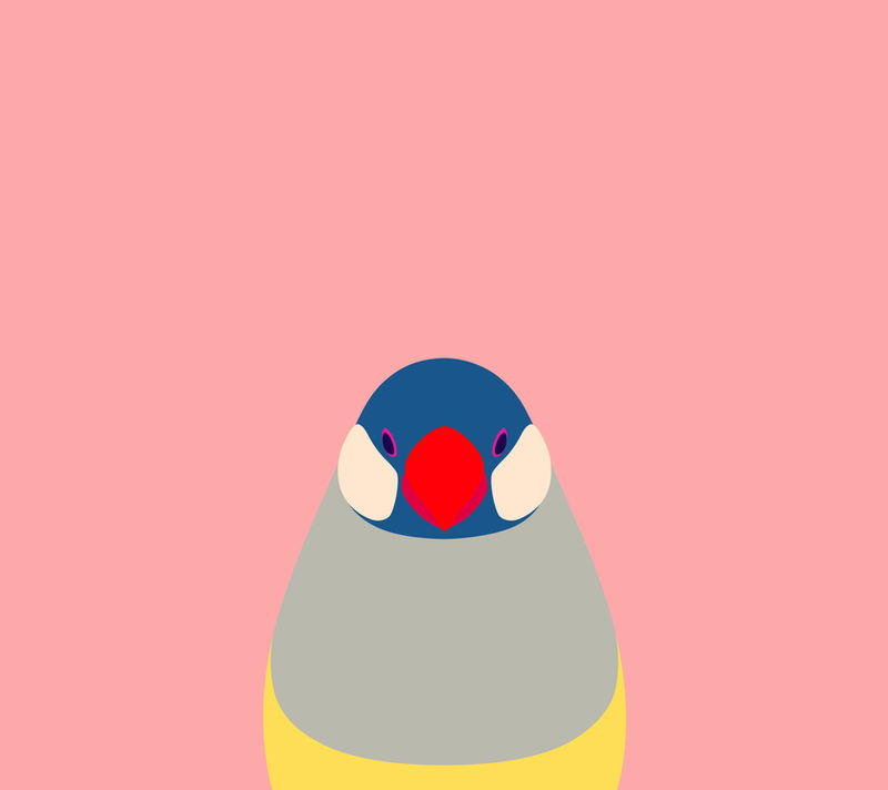 Pink Java Sparrow Wallpaper for Android by birnimal