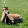 A Gazelle