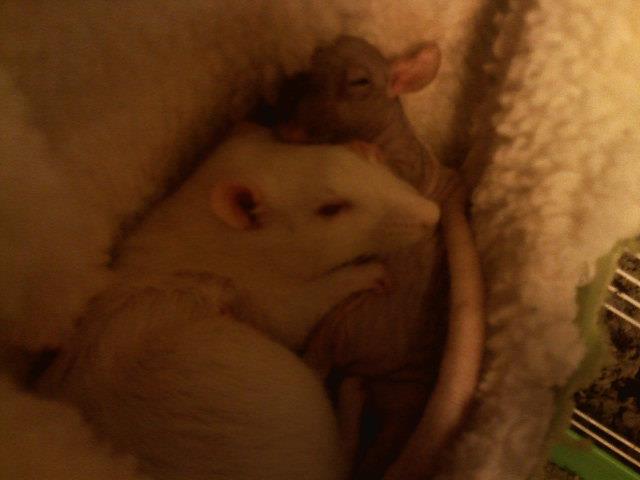 Rat cuddles