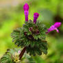 Beauty of a Henbit