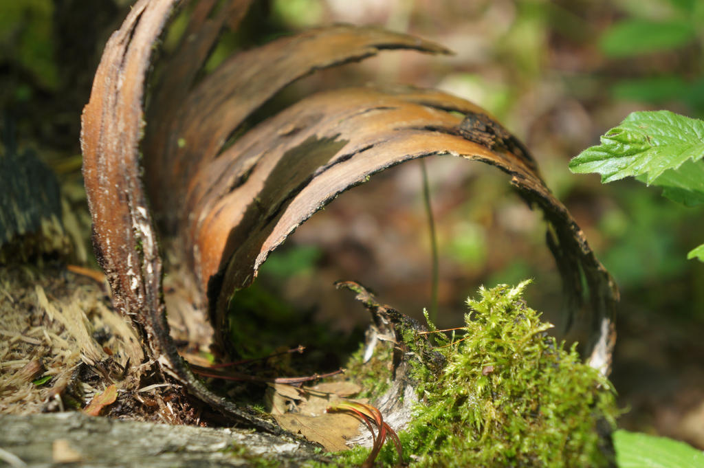 Optimal Rot Beautiful Rot by Photogeniality on DeviantArt