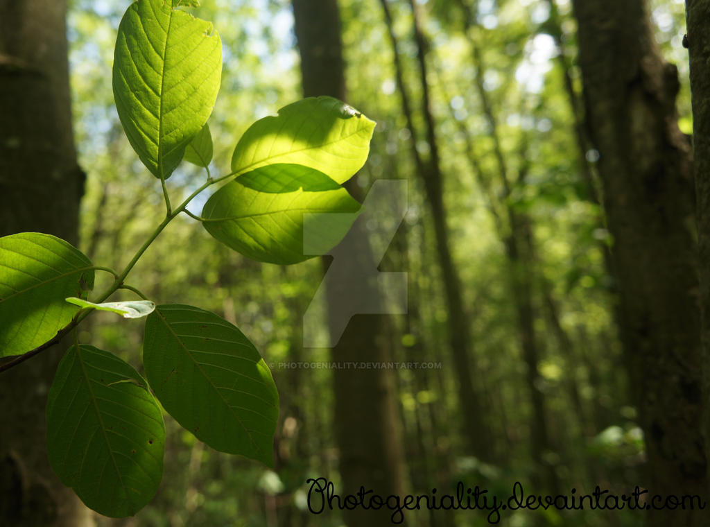Many Leaves,One Tree by Photogeniality on DeviantArt