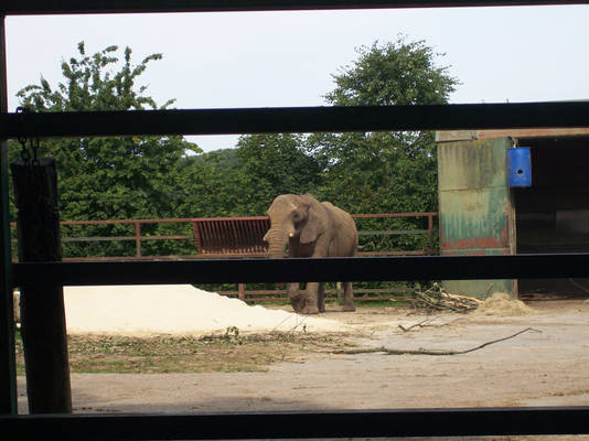 Howlletts Wild animal Park 2015 Elephant