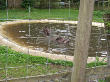 Howlletts Wild animal Park 2015 Tapirs