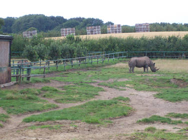 Howlletts Wild animal Park 2015 Rhinos