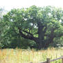 The Major Oak of Sherwood Forest