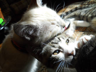 Cuddly Kittens