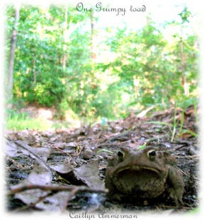 Grumpy old toad by Cammerman on DeviantArt