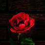 A Rose of Mine II