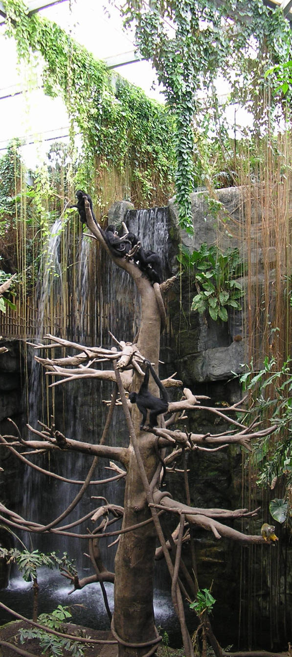 Monkey Tree, Monkey Do by supergeek9 on DeviantArt