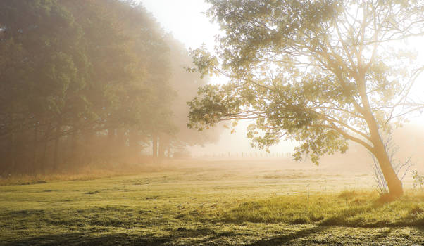 Morning in Spring.