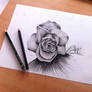 Rose - Sketch