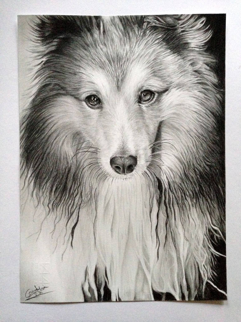 Dog- drawing