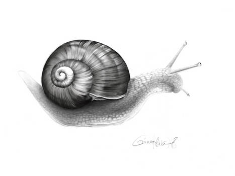 Snail - digital drawing 