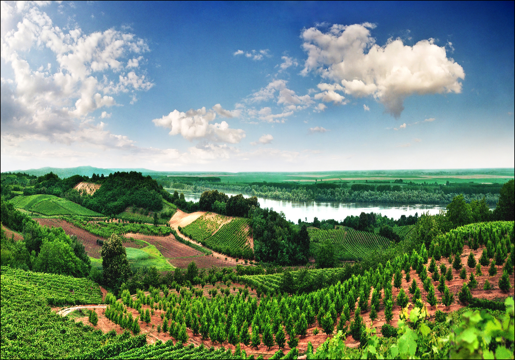 Vineyards