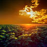 Young sunflower field