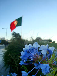 Pretty flowers of Portugal