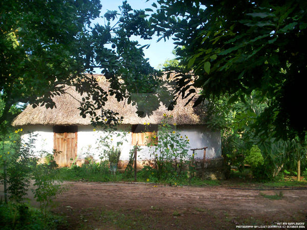 Hut and sunflowers